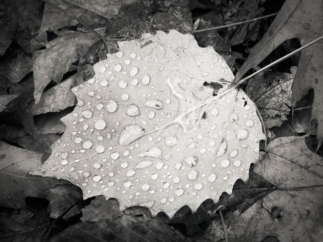 Fallen Leaf, 2011