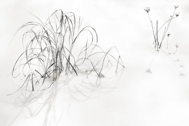 Grass and Snow, 2014