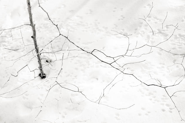 Fine Branches and Fallen Snow, 2014