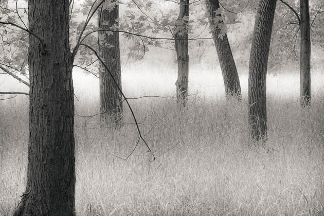 Trees and Grasses, 2012