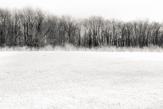 Winter Trees and Field, 2013