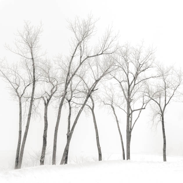 Winter Trees Along Lake Erie, 2014